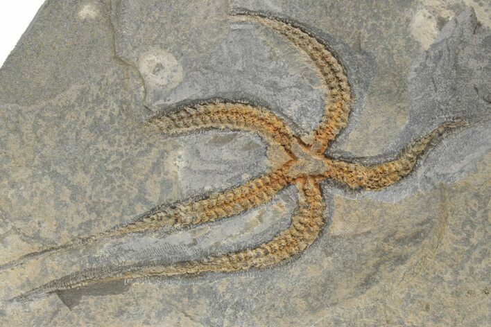 Ordovician Brittle Star (Ophiura) - Morocco #218941